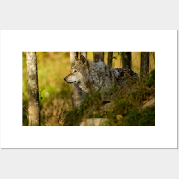 Timber Wolf Wall Art by jaydee1400